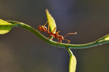 Karınca - Formica rufa