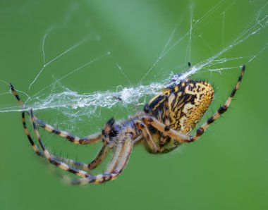 Close up of spider clipart