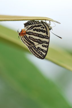 Kelebek