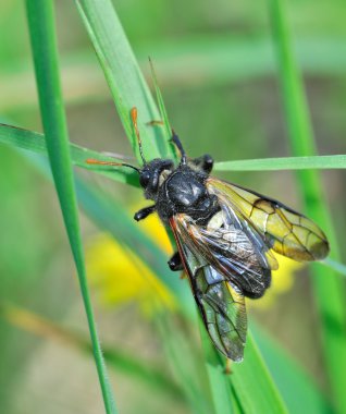 Yeşil doğada fly