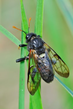 Yeşil doğada fly