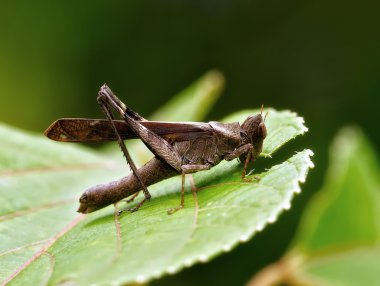 bir çekirge gerçek makro