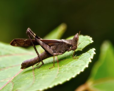 bir çekirge gerçek makro