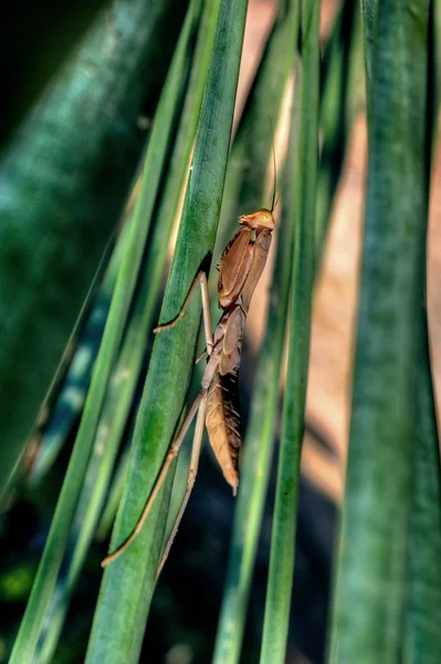 Mantis — Photo