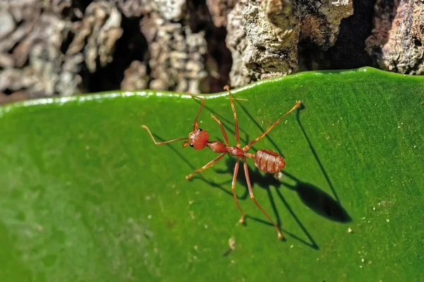 Ant - Formica rufa – stockfoto