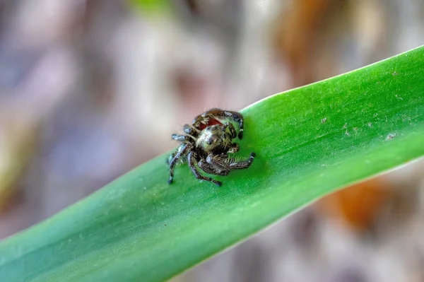 Fechar de aranha — Fotografia de Stock