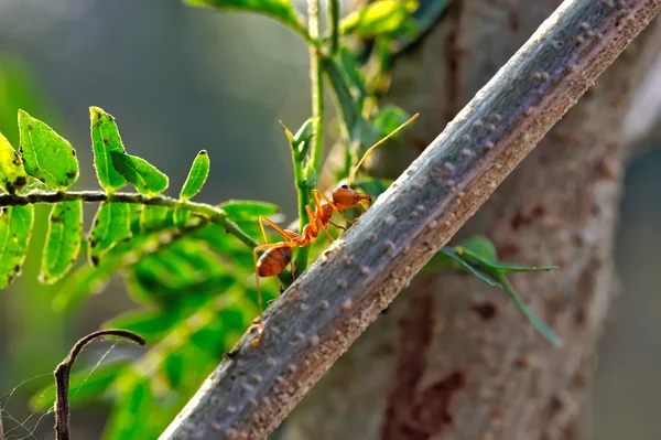 蚂蚁-蚁 — 图库照片