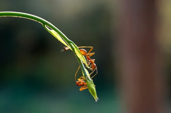 Karınca - Formica rufa — Stok fotoğraf
