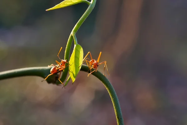 蚂蚁-蚁 — 图库照片