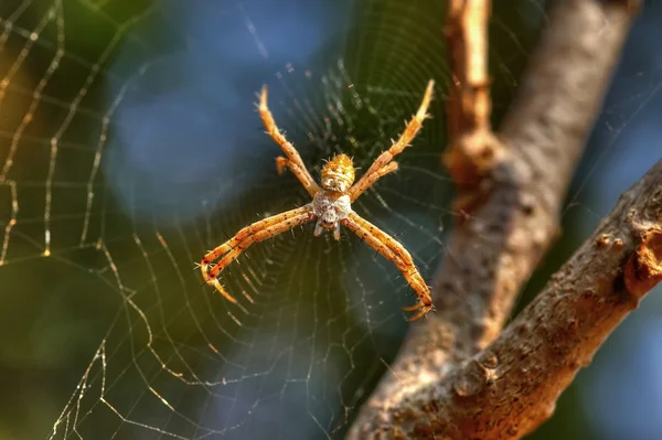 Κοντινό πλάνο αράχνη — Φωτογραφία Αρχείου