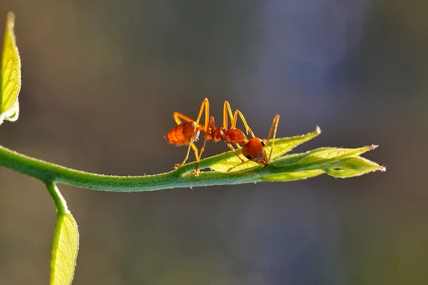 Ant - Formica rufa — Stockfoto