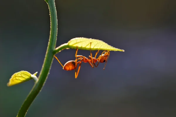 Mrówka - mrówka Rudnica — Zdjęcie stockowe