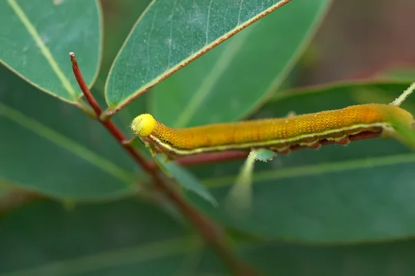 stock image Caterpillar