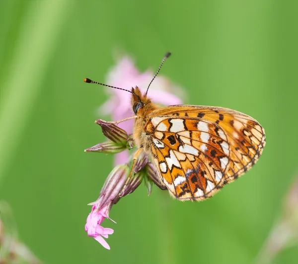 stock image Butterfly