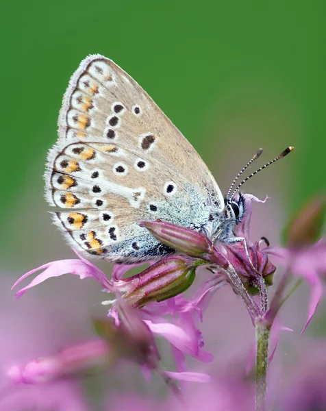 Farfalla — Foto Stock