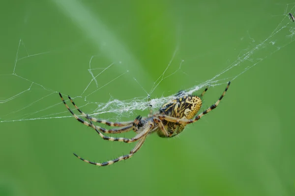 Gros plan de l'araignée — Photo