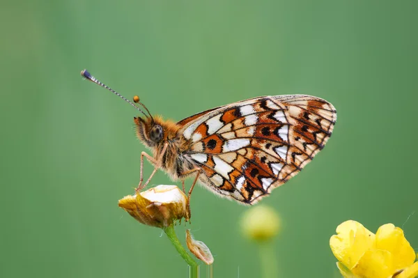 stock image Butterfly