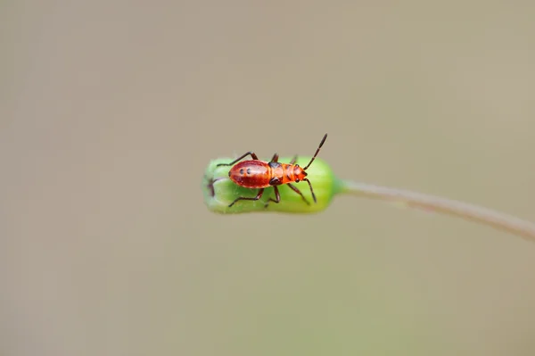 벌레 — 스톡 사진