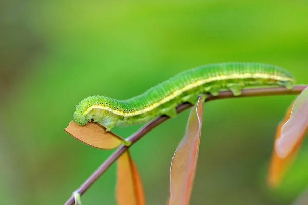 stock image Caterpillar