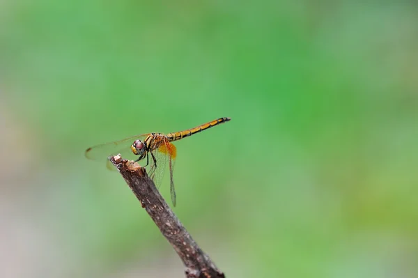 Fechar libélula — Fotografia de Stock