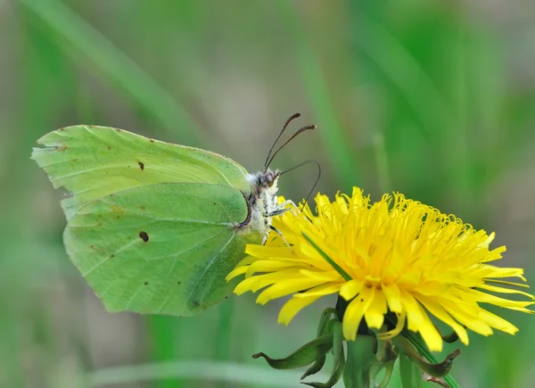 stock image Butterfly