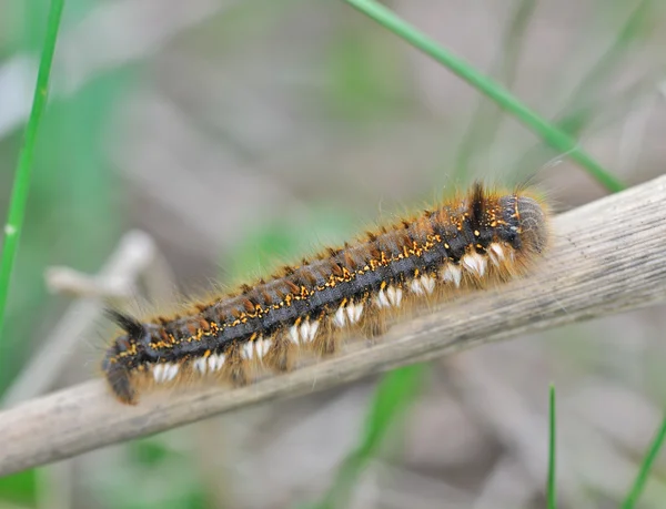 stock image Caterpillar