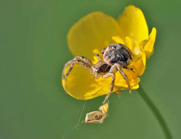 Close up of spider — Stock Photo, Image