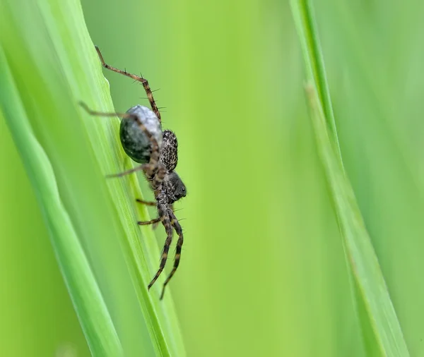 Close up of spider — Stock Photo, Image