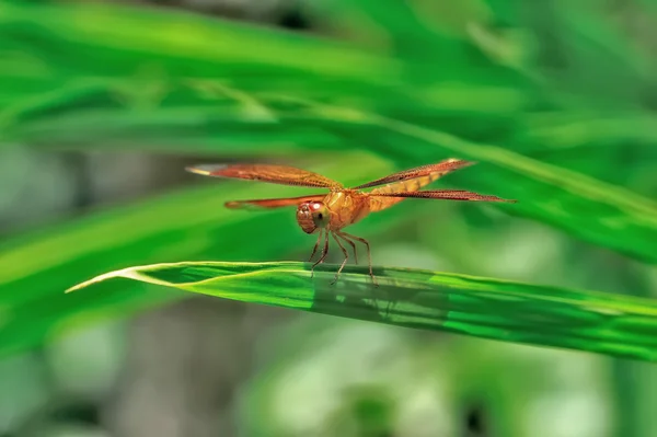 Close-up van dragonfly — Stockfoto