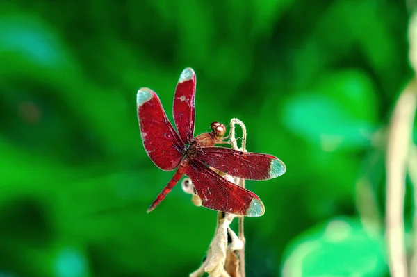 Acercamiento libélula —  Fotos de Stock
