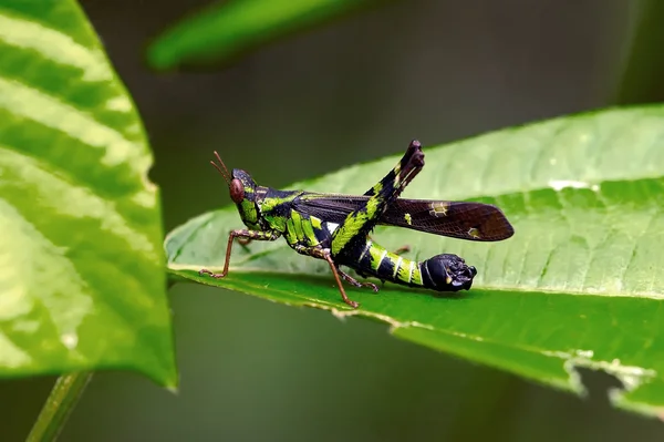 메뚜기의 진정한 매크로 — 스톡 사진