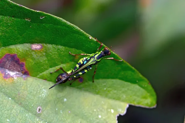 True macro of a grasshopper — Stock Photo, Image