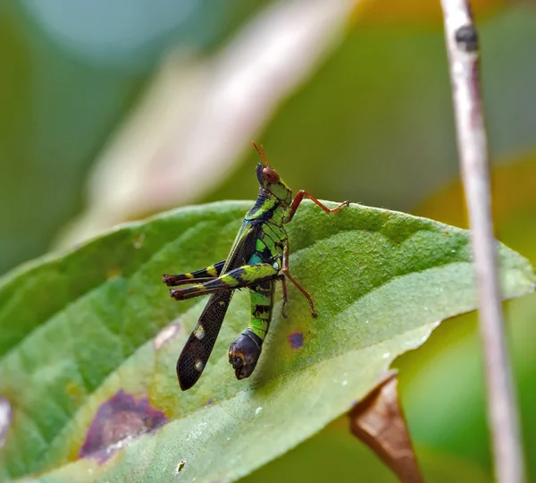 True macro of a grasshopper — Stock Photo, Image