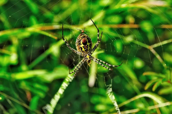 Närbild på spindel — Stockfoto