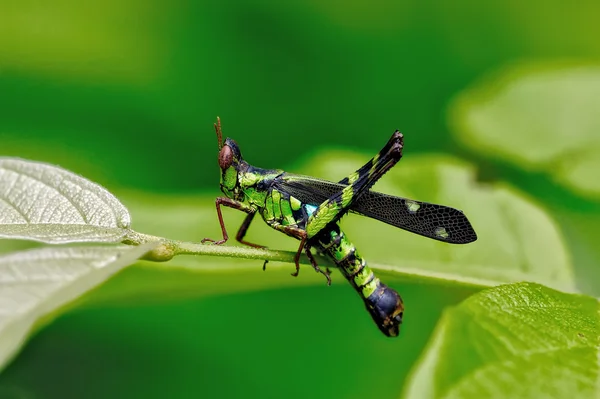 Skutečné makro kobylku — Stock fotografie