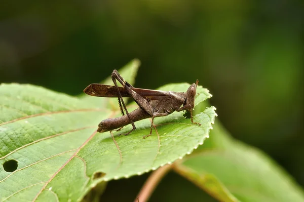 메뚜기의 진정한 매크로 — 스톡 사진