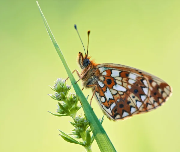 Mariposa. — Foto de Stock