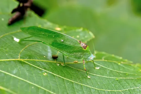 Sant makro för en gräshoppa — Stockfoto