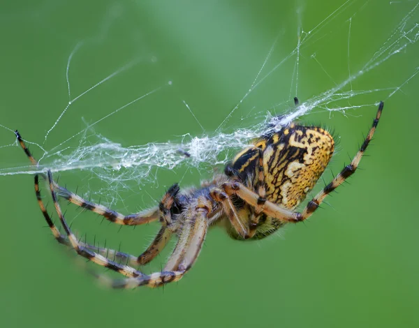 Крупный план паука Лицензионные Стоковые Изображения