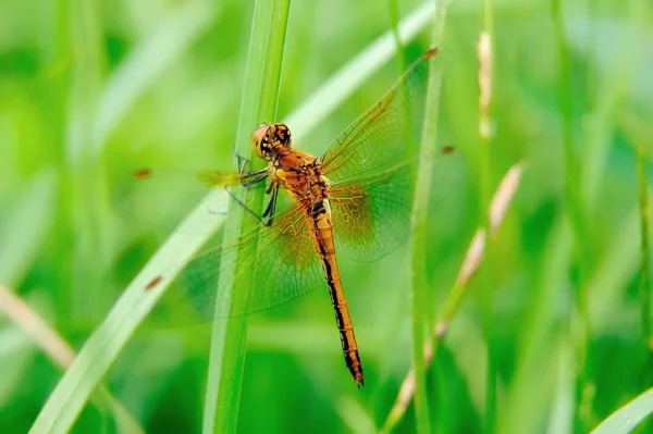 Close-up van dragonfly Rechtenvrije Stockfoto's