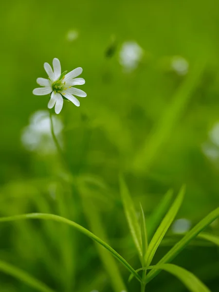 stock image Natural background from the spring wood