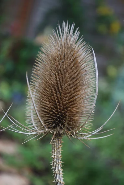 Close-up of teasel taken in winter in garden — Stock Photo, Image