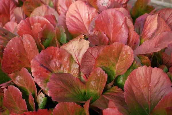 Bündel roter Blätter als abstrakter Hintergrund — Stockfoto