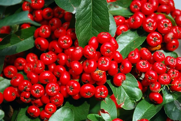 Bund roter Beeren mit grünen Blättern — Stockfoto