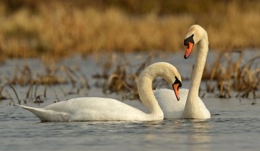 Swan family clipart