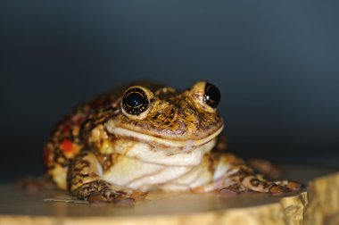 Daldaki kurbağa