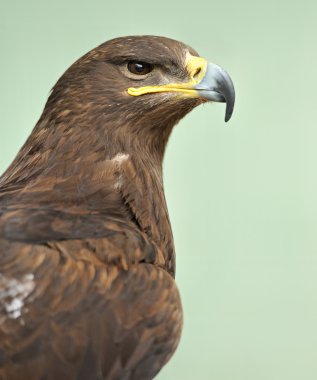 Portrait of Eagle clipart