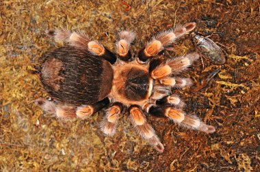 Beyaz bir backgroung önünde Brachypelma smithi