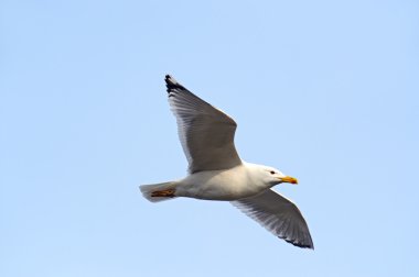 A gull is in sky clipart