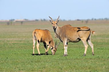 een mooie gazelle antelope